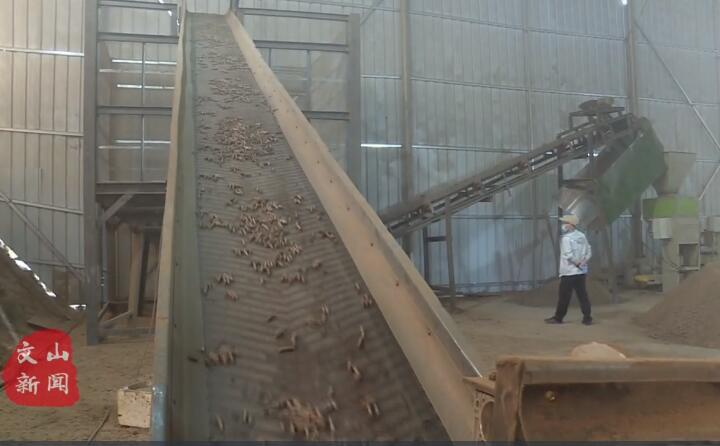 在廣南縣那灑鎮(zhèn)生物質顆粒燃料加工廠，粉碎機、輸送帶、木屑造粒機呈流水線作業(yè)，將桔桿、枯木等可燃材料加工成顆粒狀成品對外出售.jpg